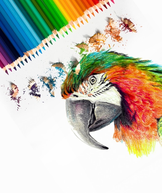 Color drawing of a macaw parrot head. Colored watercolor pencils, photography art materials. Sketch in progress