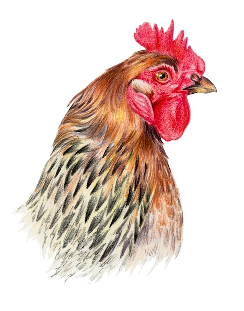 Color drawing with watercolor pencils. Head of chicken in profile on a white background.