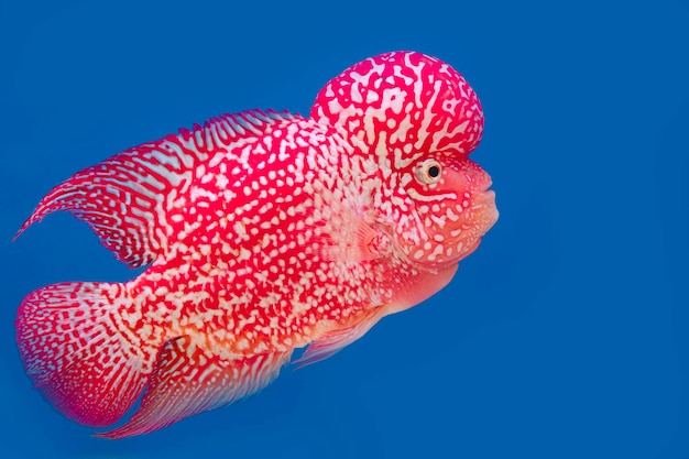 Color fish on the blue background wallpaper