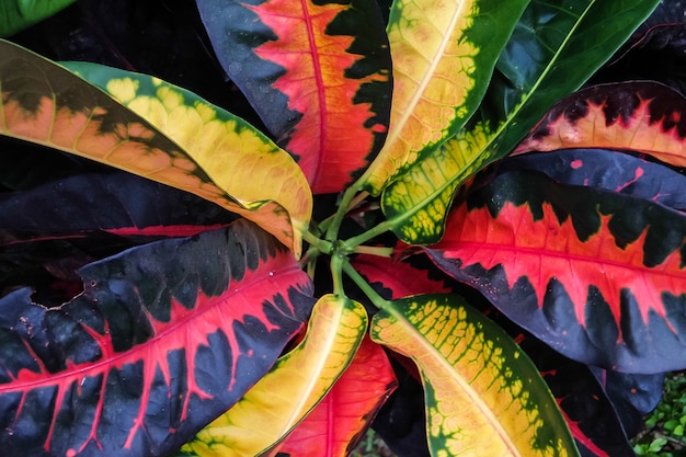 Photo color leaf