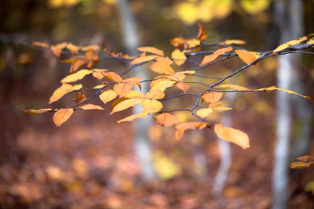 Color leaves in tree