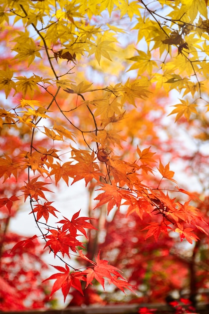 Colore delle foglie di acero in autunno.