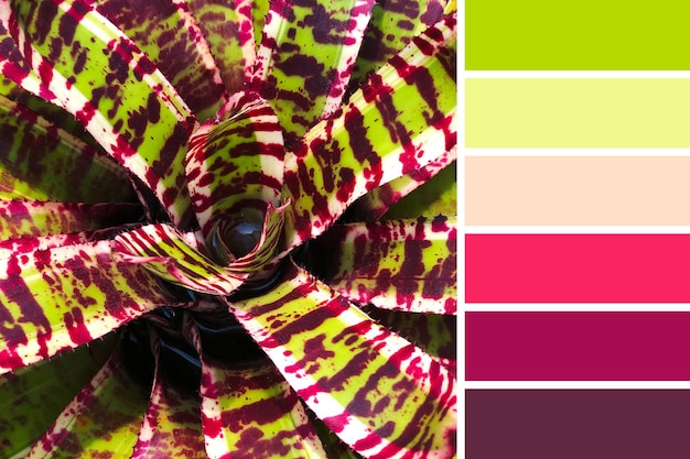 Photo color matching palette from natural bromeliad plant with complimentary color swatches