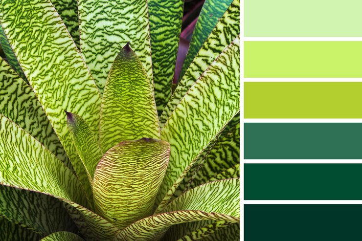 Photo color matching palette from natural bromeliad plant with complimentary color swatches