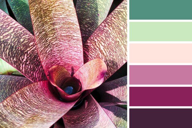 Photo color matching palette from natural bromeliad plant with complimentary color swatches