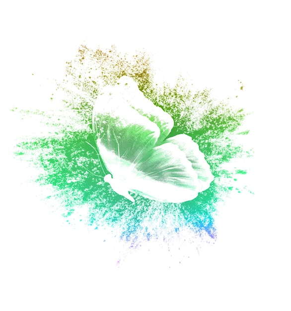 Color paint splashes with butterfly isolated on a white background. print for the designer