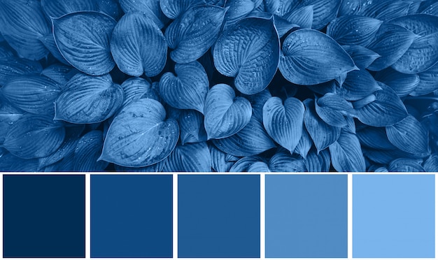 사진 자연 질감, 컬러 팔레트 2020 년의 유행 블루 색상에서 영감을 된 색상 팔레트. 열 대 잎 배경입니다. 패션 컨셉