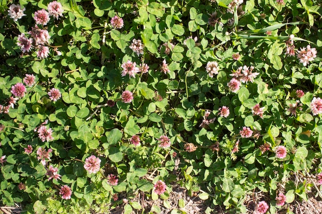 Color photo of a field of clover in grass