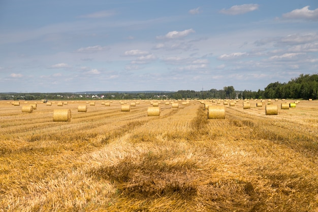 Color photo of rolls of hay in the field