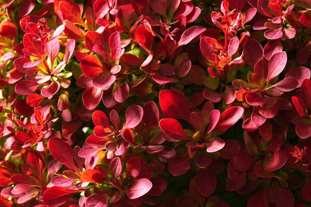 Color reach red leaves of decorative plant gardening theme macro close up