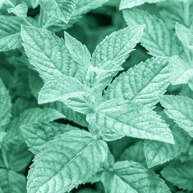 Foto tendenza colore 2020 anni nuovo di zecca. foglie di menta fresca tonica in un leggero colore verde menta, da vicino.