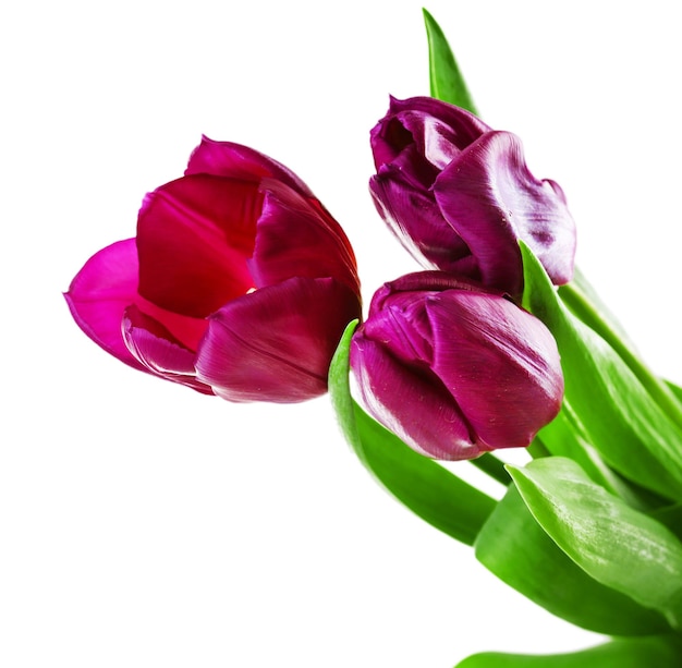 Color tulips isolated on white