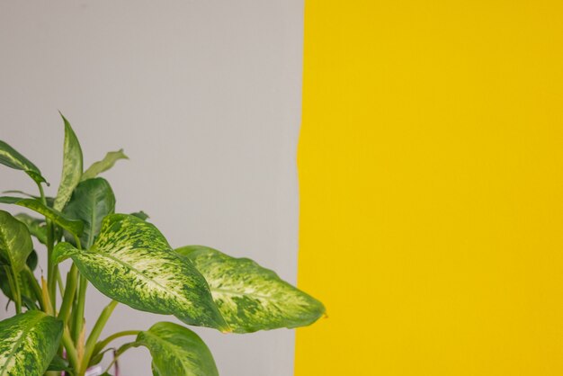 Color of the year  green home plant on yellow gray wall with copy spacetrendy colors