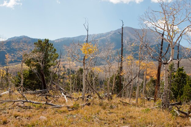 Colorado autumn with aspen trees.