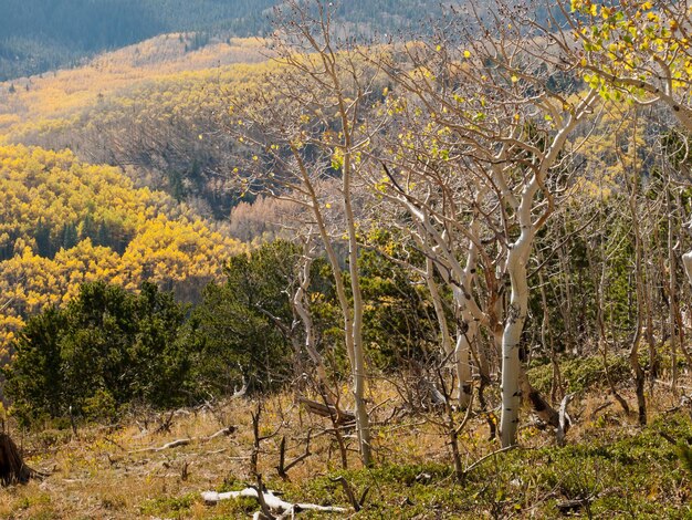 Colorado autumn with aspen trees.