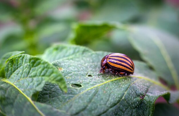 コロラドハムシがジャガイモの若い葉を食べる 害虫が畑の作物を荒らす 野生動物や農業に寄生する寄生虫