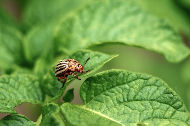 Colorado beetle eats a potato leaves young. 