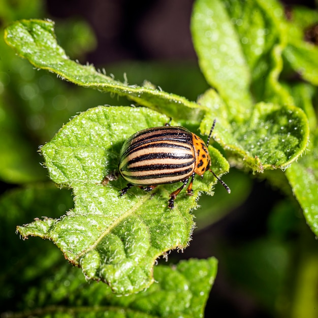 コロラドカブトムシ。昆虫のクローズアップ。害虫