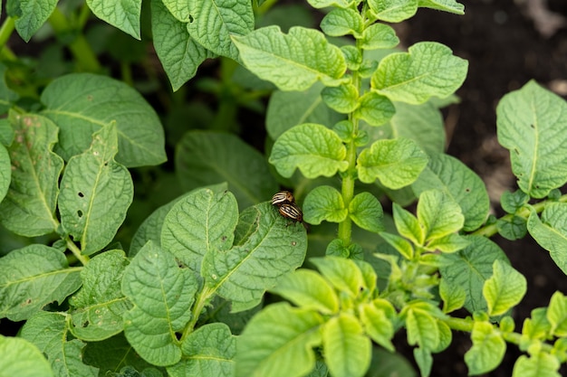 The Colorado beetle sits on the leaves of potatoes. Garden pests are coming. Potato beetle devours potato flakes