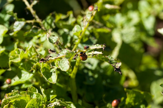  colorado beetle 