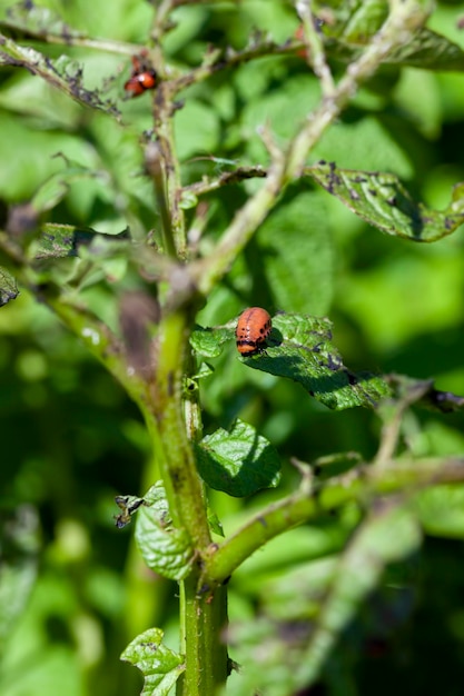 Colorado beetles destroying the potato crop in the agricultural field