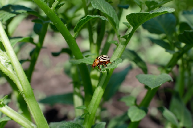 コロラド州の甲虫は庭でジャガイモの収穫を食べる