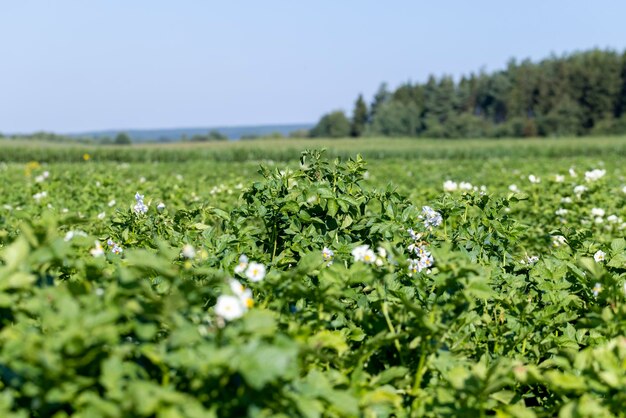 Фото Колорадские жуки выращивают картофель как продукт питания