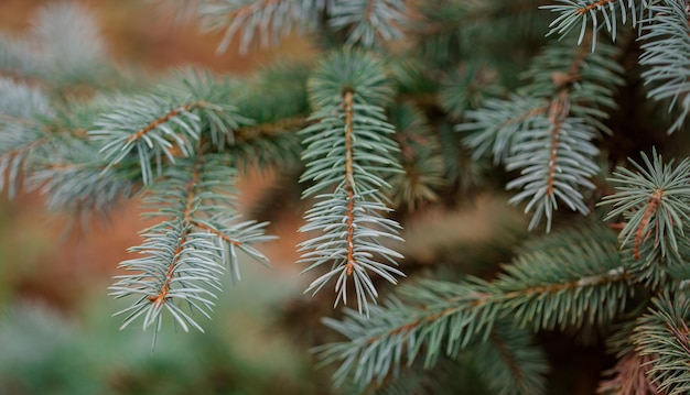 Colorado blue spruce close up framing open copy space with new spring growth and pine cones