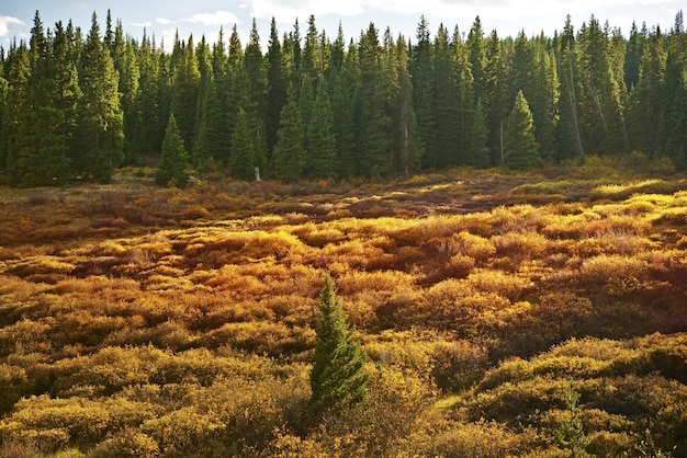 Colorado Meadow