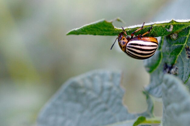 Photo colorado potato beetle crawling on potato leaves tenstriped spearman the tenlined beetle or the