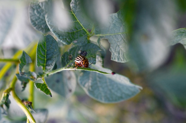 Scarabeo di patata del colorado che striscia sulle foglie della patata