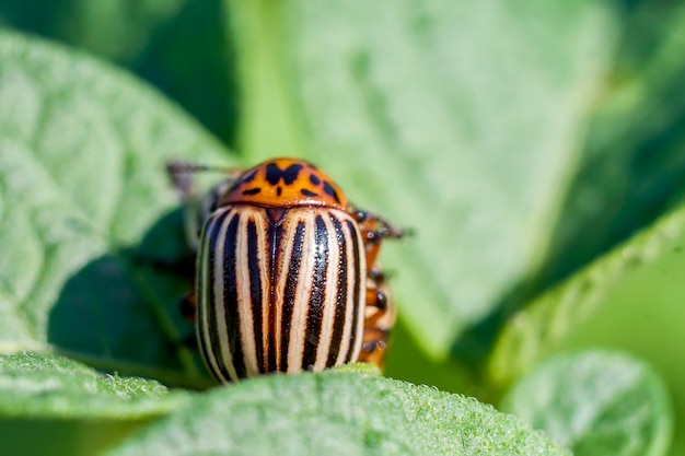 Colorado potato beetle eats potato leaves, close-up.