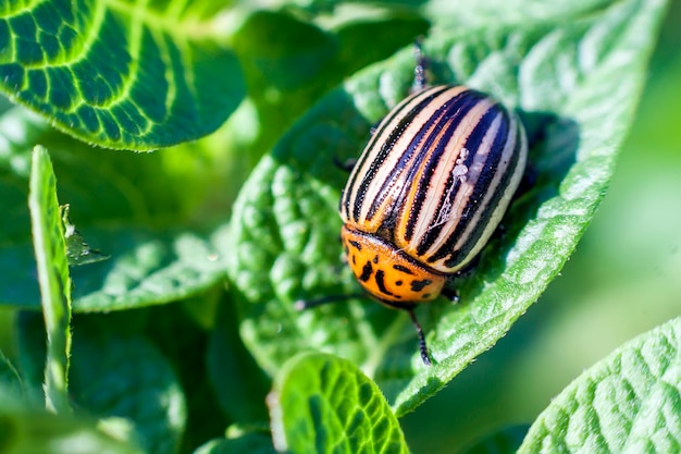 Colorado potato beetle eats potato leaves, close-up.