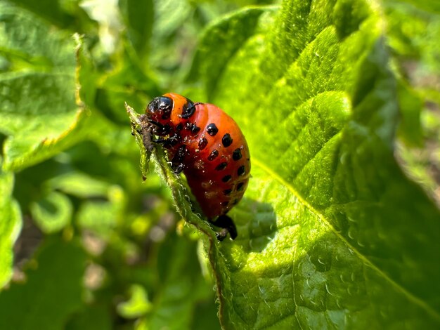 Photo the colorado potato beetle eats potato petals