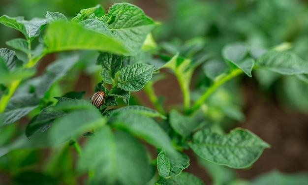 The colorado potato beetle feeds on potato leaves vegetable\
garden agriculture rural business