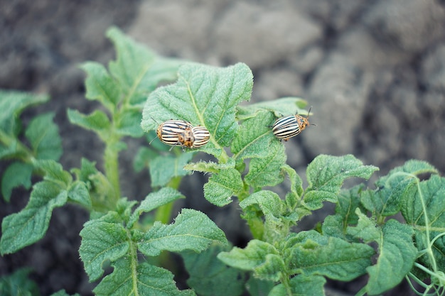 Colorado potato beetle is the young shoots of potatoes