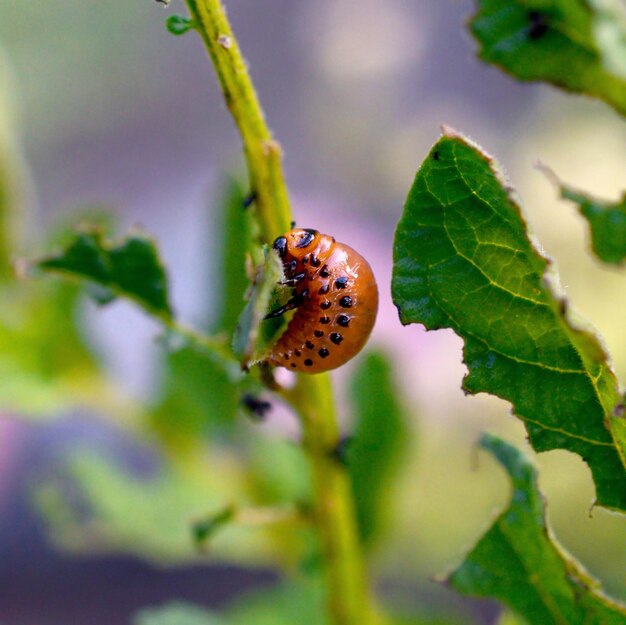 콜로라도 감자 딱정벌레 애벌레는 어린 감자의 잎을 먹는다
