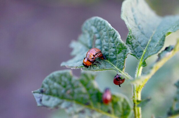 Photo colorado potato beetle larvae eat leaf of young potato