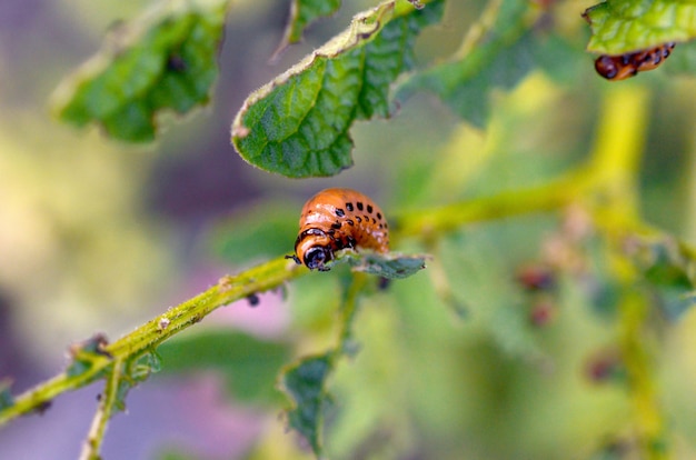 Colorado potato beetle larvae eat leaf of young potato