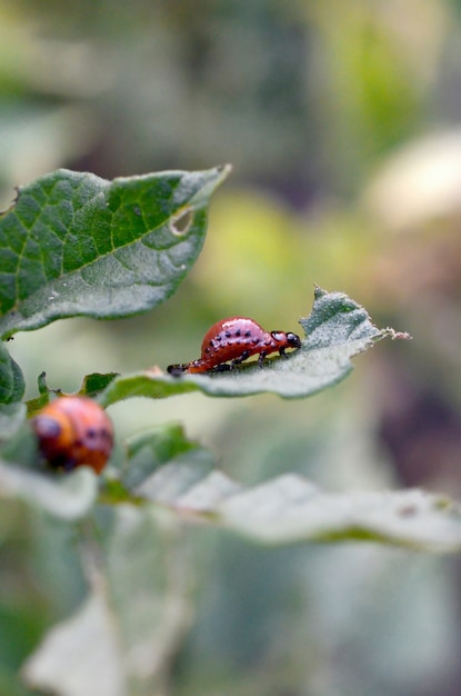 Colorado potato beetle larvae eat leaf of young potato