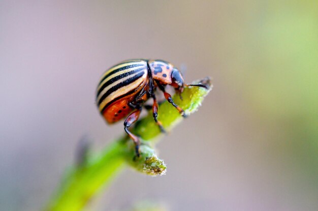 Photo colorado potato beetle leptinotarsa decemlineata crawling on potato leaves