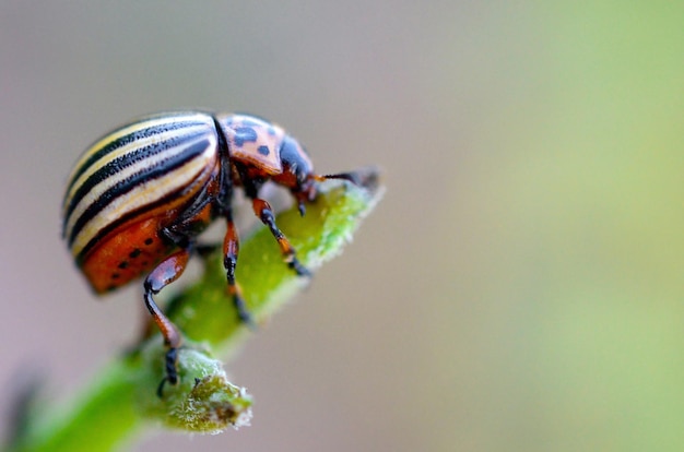 Colorado potato beetle Leptinotarsa decemlineata crawling on potato leaves