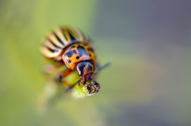 Scarabeo di patata del colorado leptinotarsa decemlineata strisciante su foglie di patata