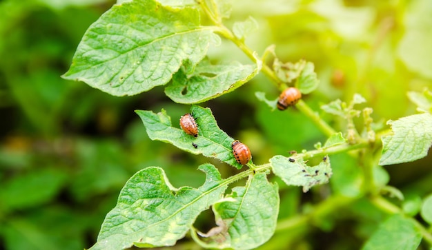 Colorado potato beetle  Leptinotarsa decemlineata on potatoes bushes A pest of plant