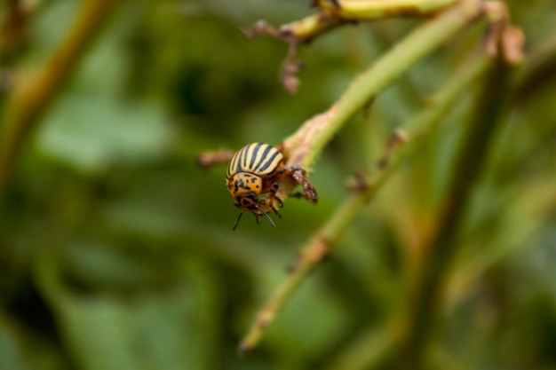 A Colorado potato beetle on a potato bush Eaten potato stalk Pests of agricultural crops