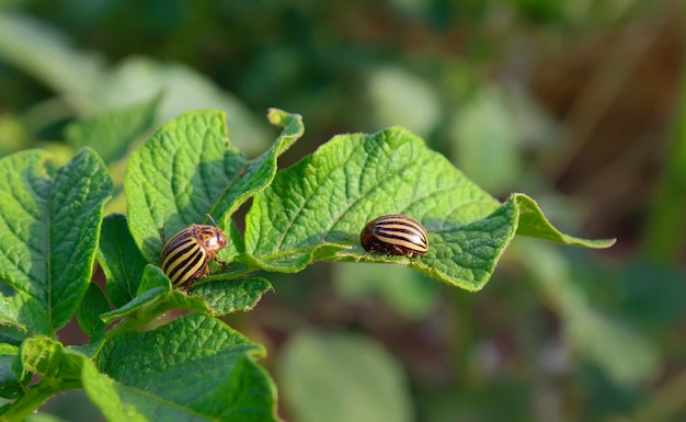 colorado potato beetle sit on the leaves of young potatoes