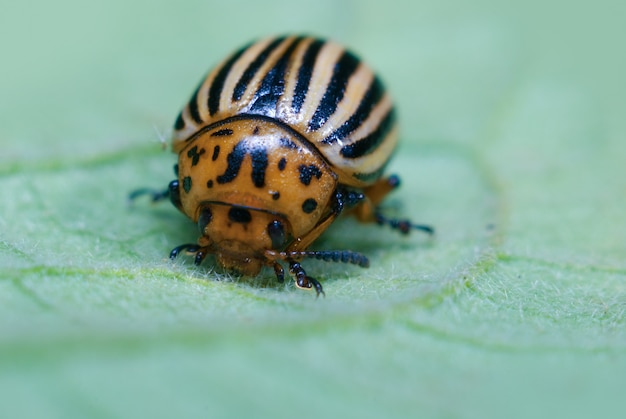 Colorado potato beetle sits on a leaf, close-up, macro photo