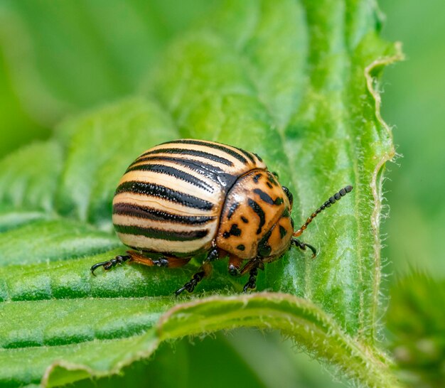 Colorado potato beetle