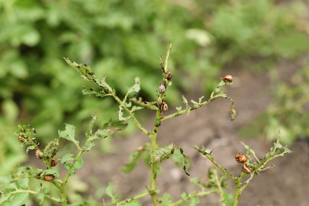 The colorado potato beetles eat potato leaves