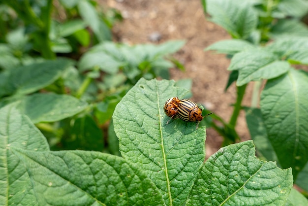 Colorado potato beetles on potato leaf in the garden
